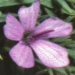 sileneflo1acaulis