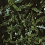 silenefolacaulis