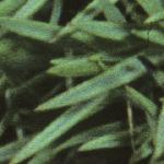 silenefol1acaulis
