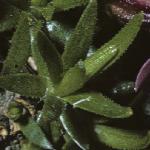silenefoldacaulis