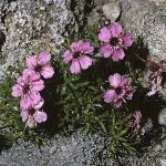sileneforacaulis