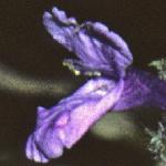 stachysflomacrantha
