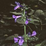 stachysflosmacrantha
