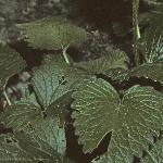 stachysfolmacrantha