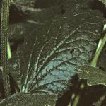 stachysfoldmacrantha