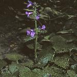 stachysformacrantha