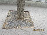 pIMG6200indextree20forumendof2roadjunctioninfunchalgarnonswilliams