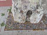 pIMG6211indextree22forumendof2roadjunctioninfunchalgarnonswilliams