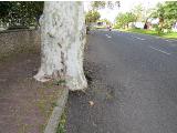 tIMG6058indextree99frompestanapromenadetoforuminfunchalgarnonswilliams1a1