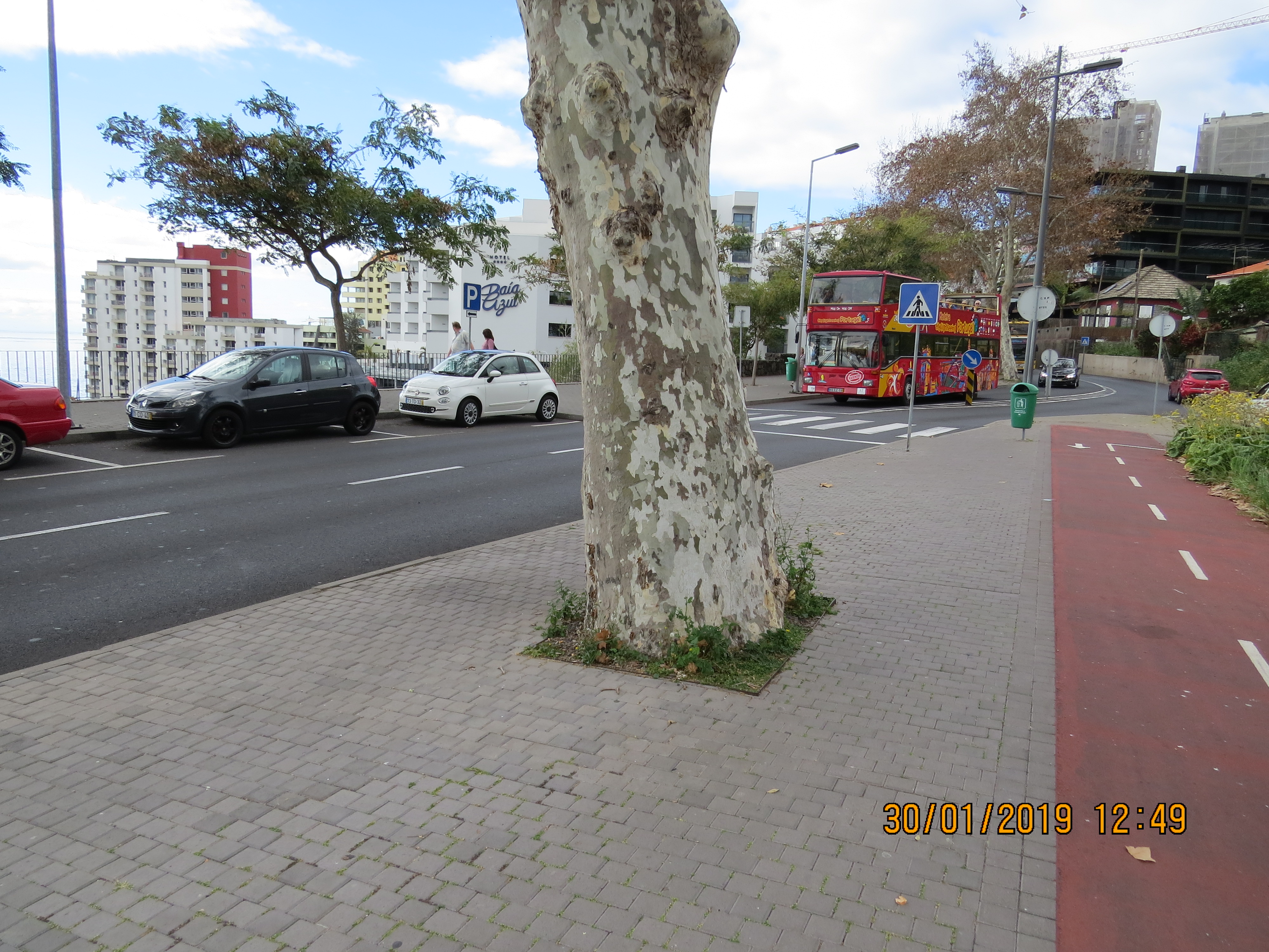 tree1forumendof2roadjunctionIMG6132