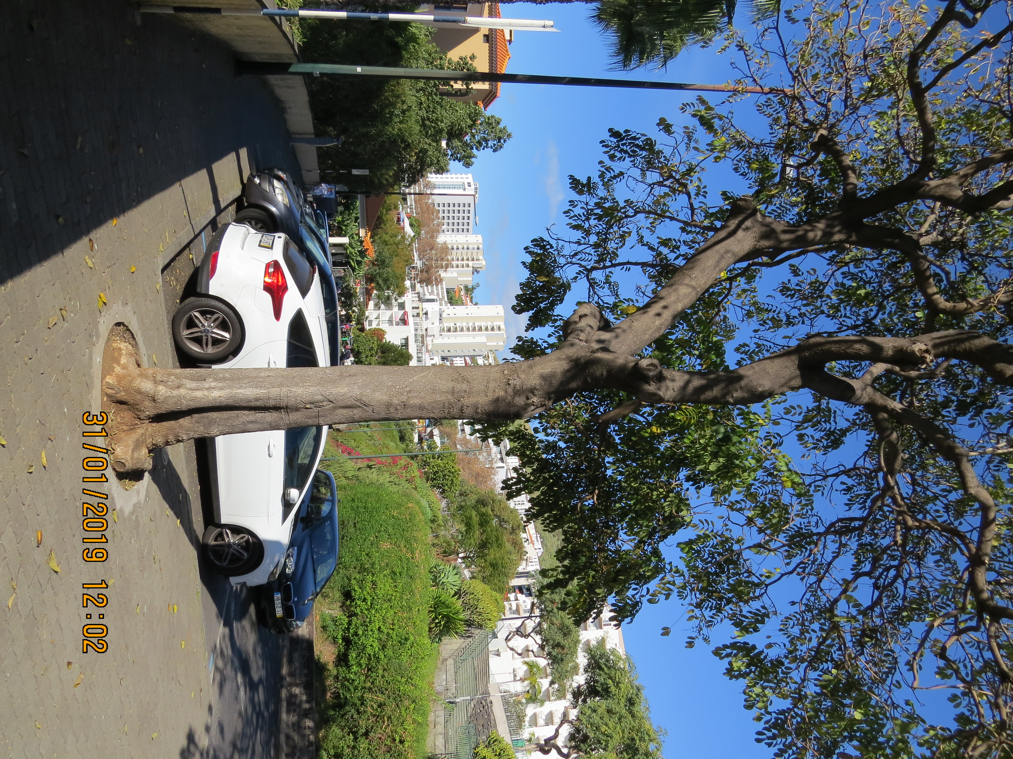tree39frompestanapromenadebylidotaxirankIMG6299