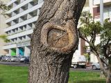 tIMG6049indextree96frompestanapromenadetoforuminfunchalgarnonswilliams