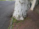 tIMG6067indextree101frompestanapromenadetoforuminfunchalgarnonswilliams