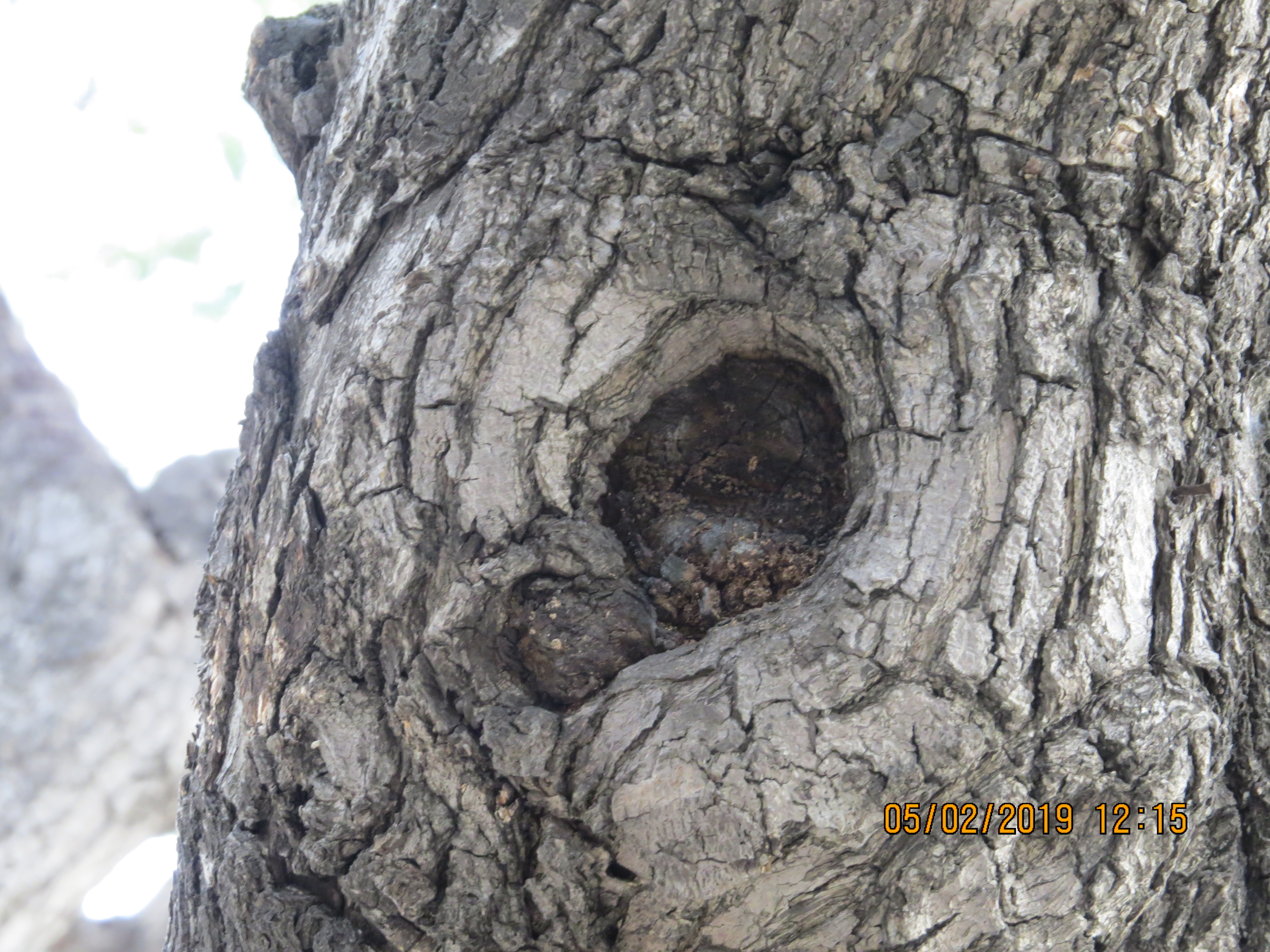 tree120frommirimartofunchalIMG0046