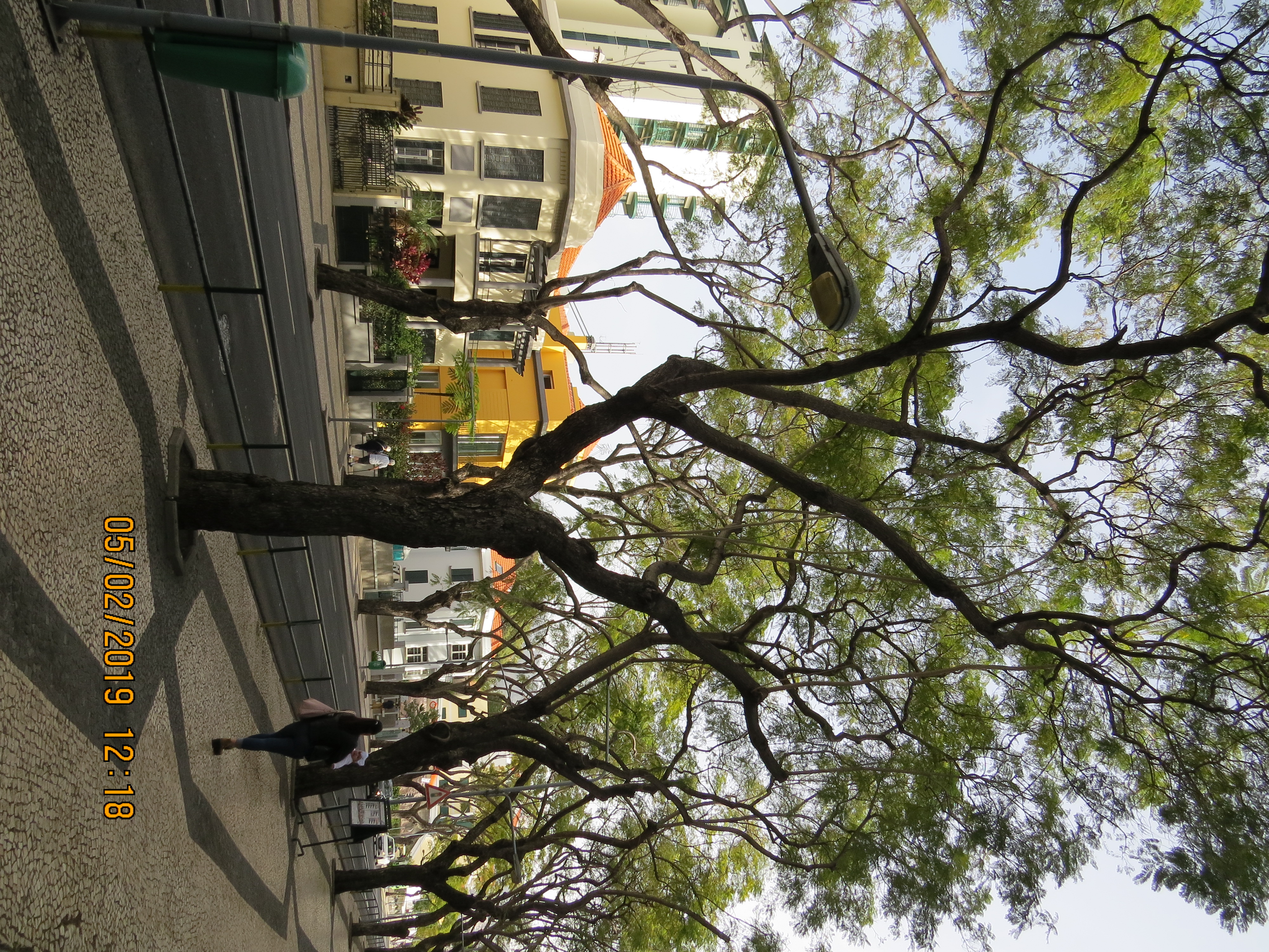 tree121frommirimartofunchalnextroadsectionIMG0049