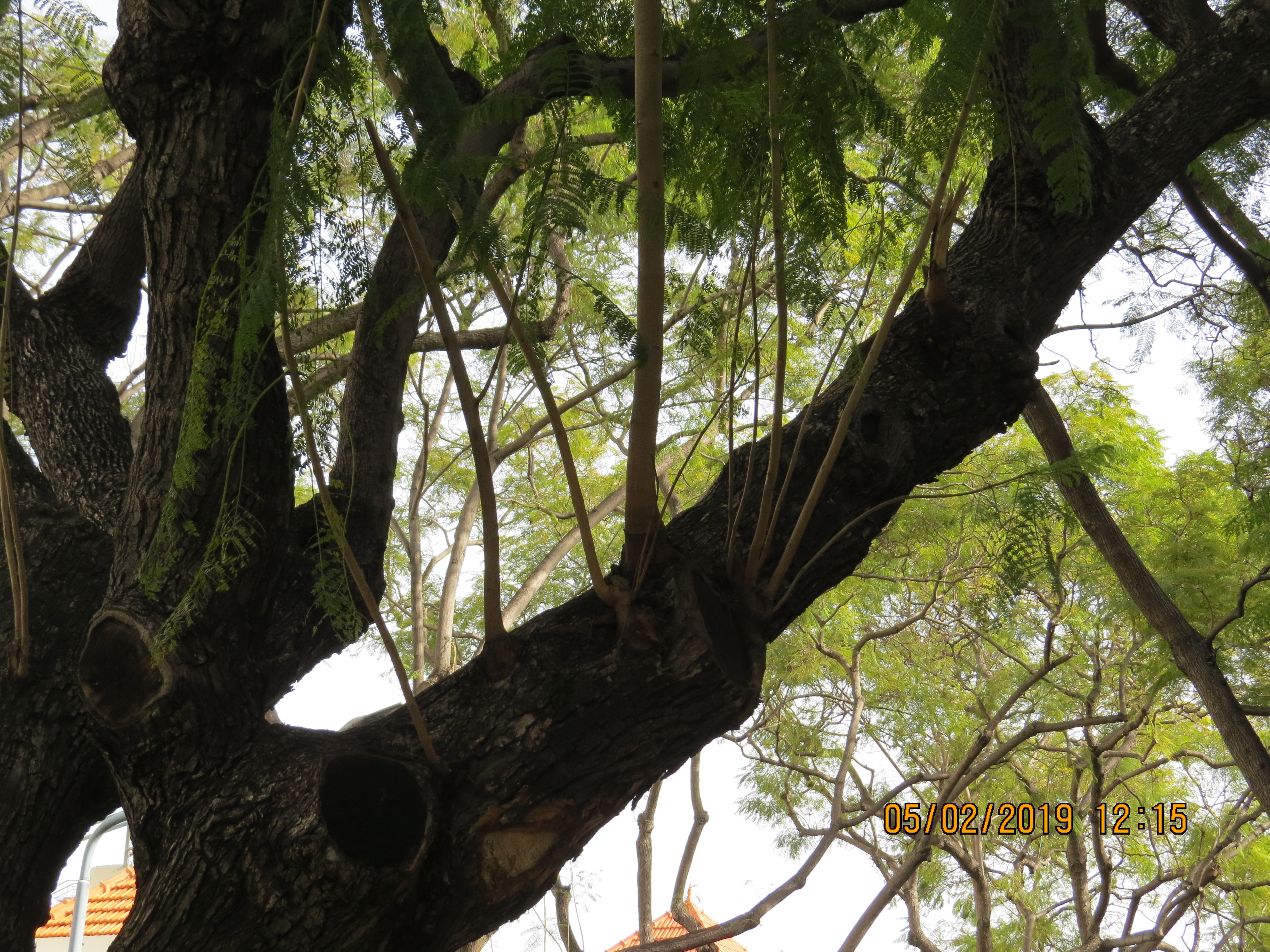 tree121frommirimartofunchalwithwatersproutsIMG0047