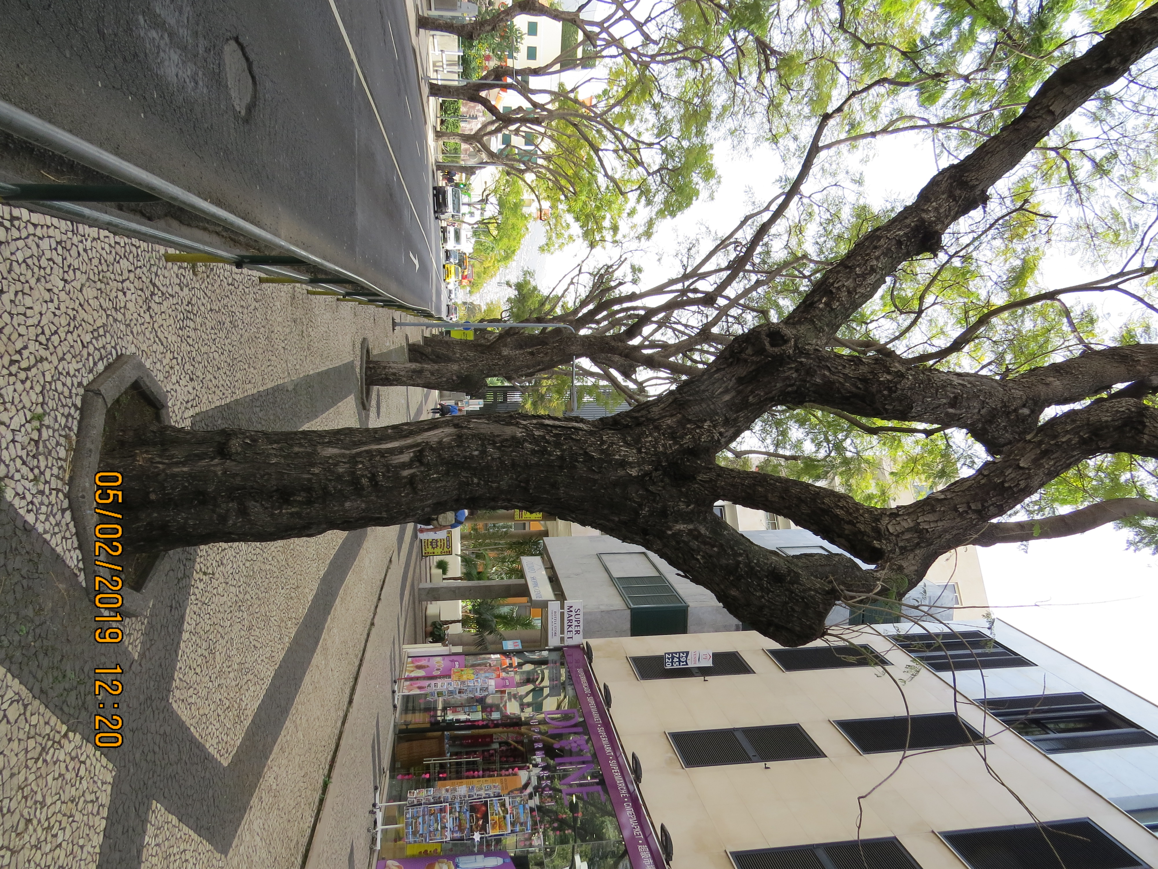 tree122frommirimartofunchalIMG0052