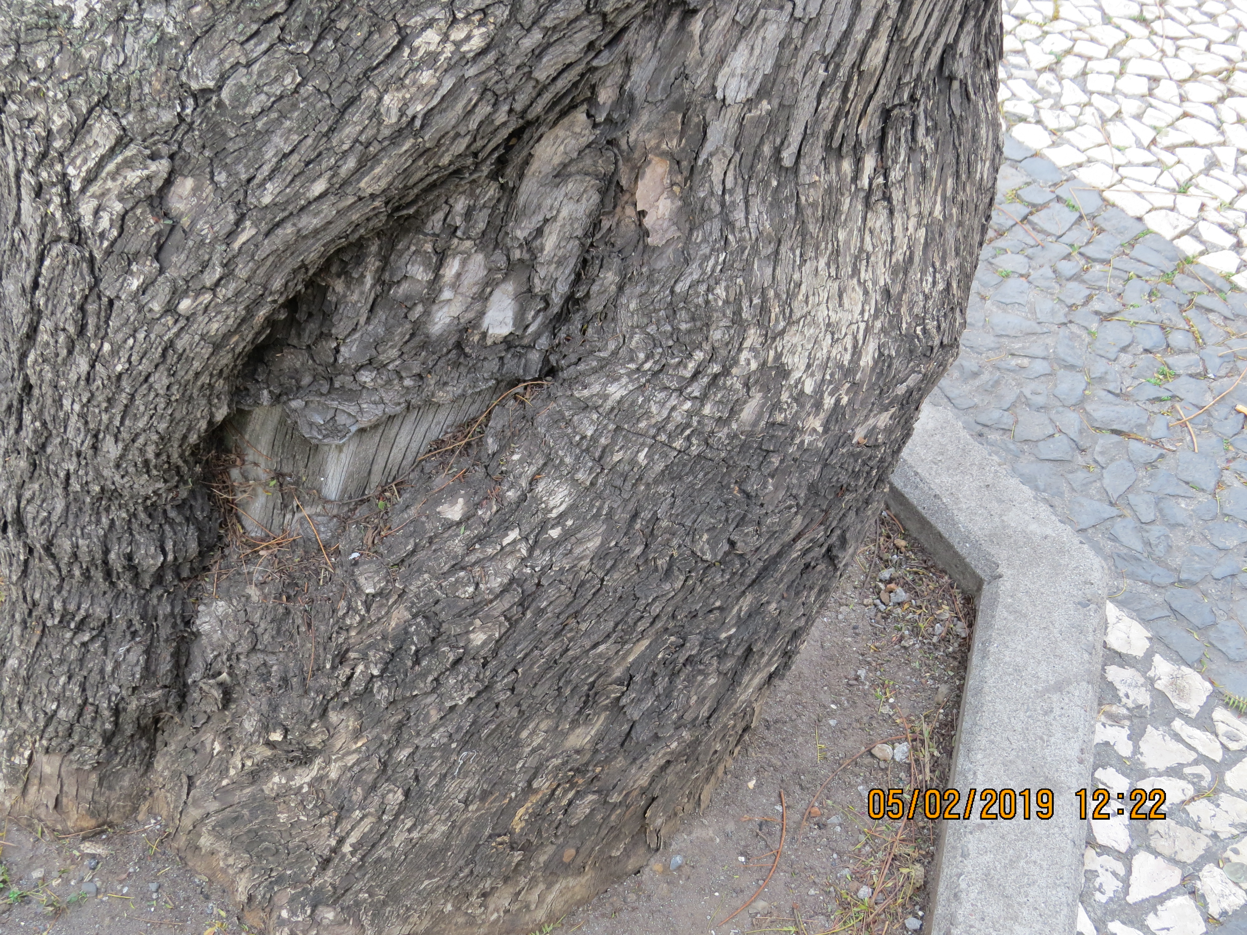 tree123frommirimartofunchalIMG0054