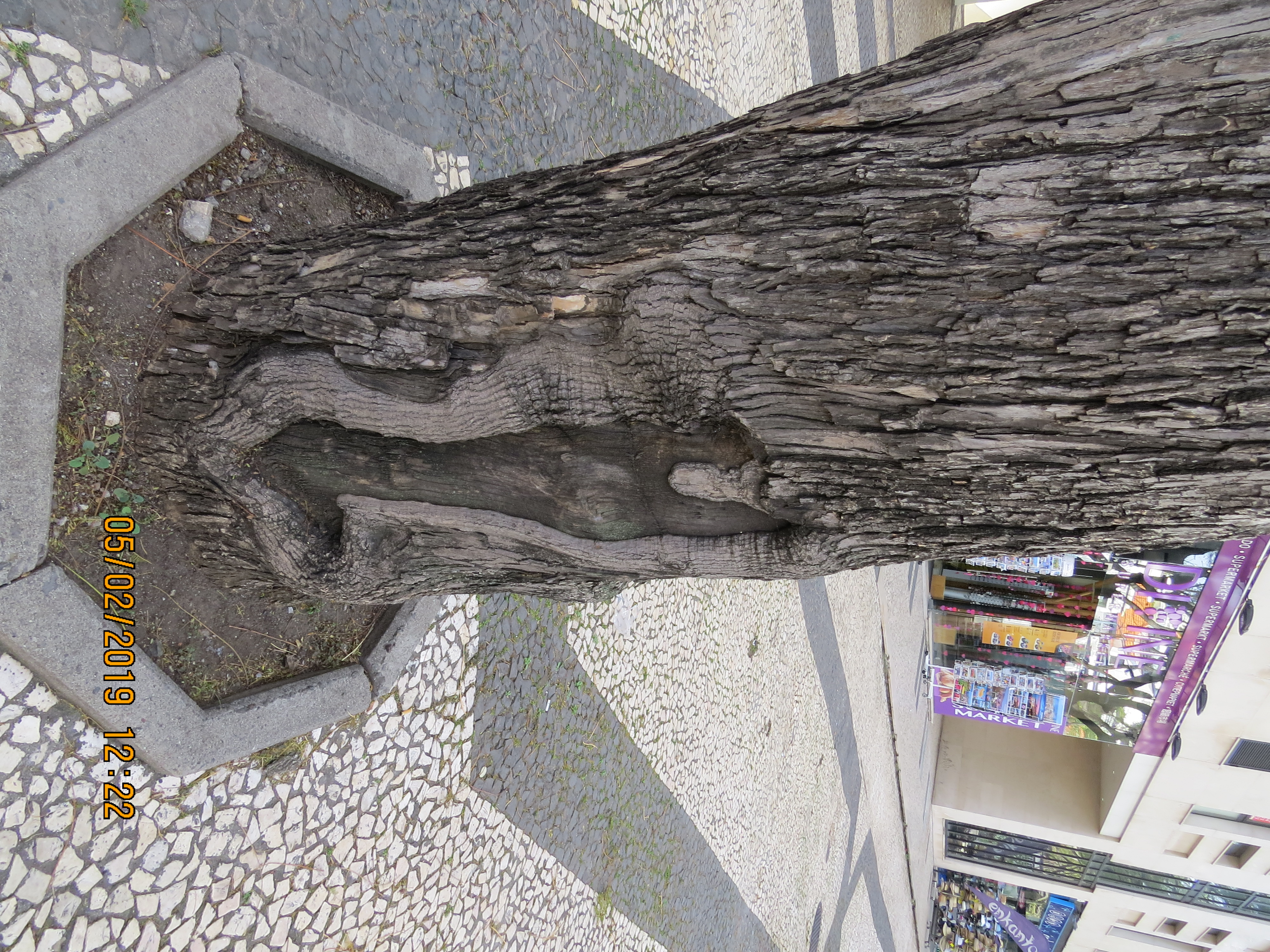 tree123frommirimartofunchalIMG0055