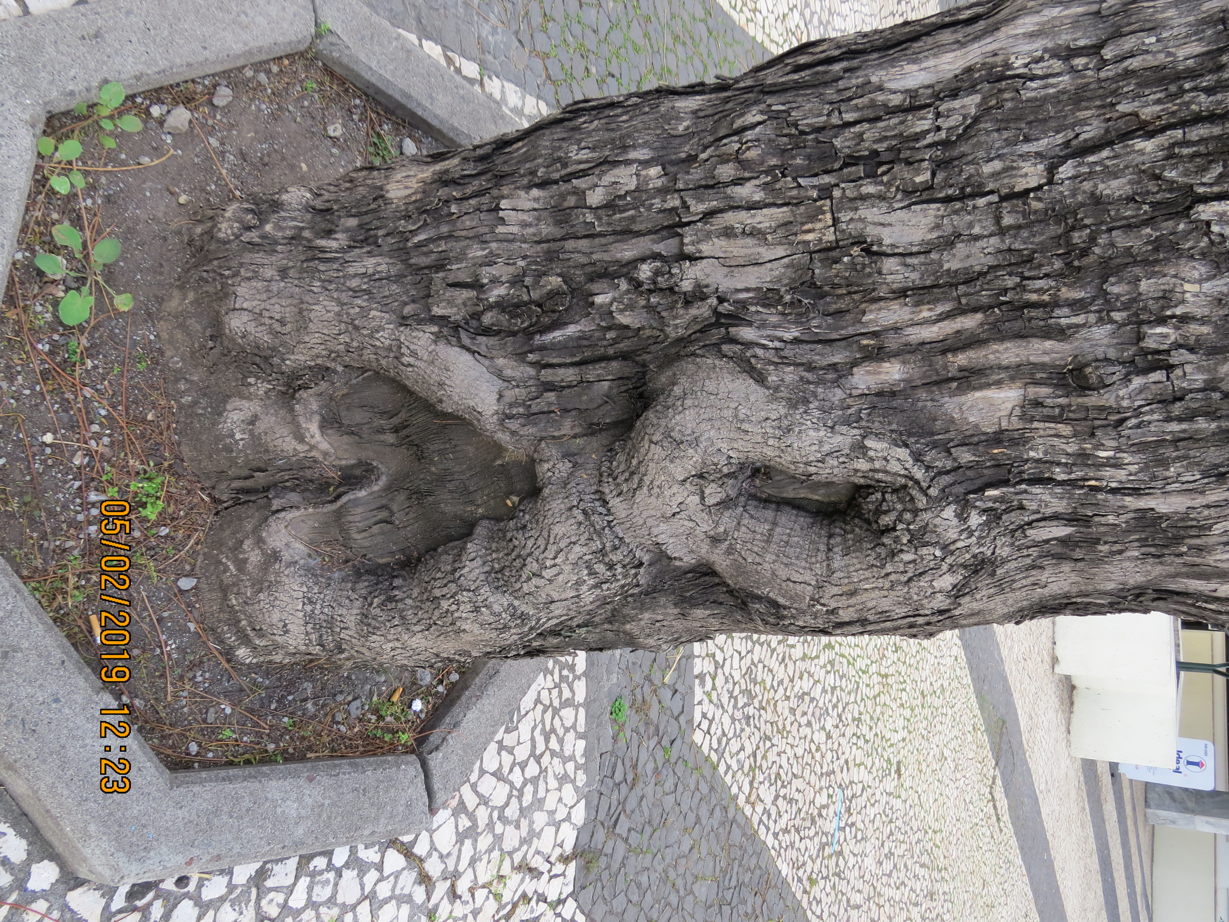 tree123frommirimartofunchalIMG0057