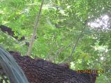 vIMG0167indextree80frompestanamirimarfrontgardeninfunchalgarnonswilliams