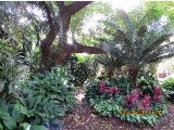 vIMG0169indextree80frompestanamirimarfrontgardeninfunchalgarnonswilliams