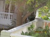 vIMG0175indextree80frompestanamirimarfrontgardeninfunchalgarnonswilliams