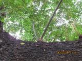 vIMG0181indextree80frompestanamirimarfrontgardeninfunchalgarnonswilliams
