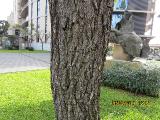 vvIMG0032indextree116frommirimartofunchalgarnonswilliams