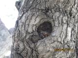 vvIMG0046indextree120frommirimartofunchalgarnonswilliams