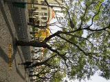 vvIMG0049indextree121frommirimartofunchalgarnonswilliams