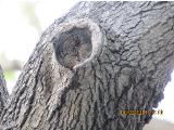 vvIMG0050indextree122frommirimartofunchalgarnonswilliams