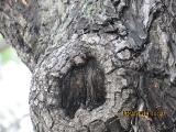 vvIMG0051indextree122frommirimartofunchalgarnonswilliams