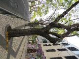 vvIMG0052indextree122frommirimartofunchalgarnonswilliams