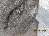 vvIMG0054indextree123frommirimartofunchalgarnonswilliams