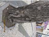 vvIMG0055indextree123frommirimartofunchalgarnonswilliams