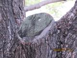vvIMG0056indextree123frommirimartofunchalgarnonswilliams