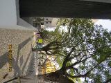 vvIMG0059indextree123frommirimartofunchalgarnonswilliams