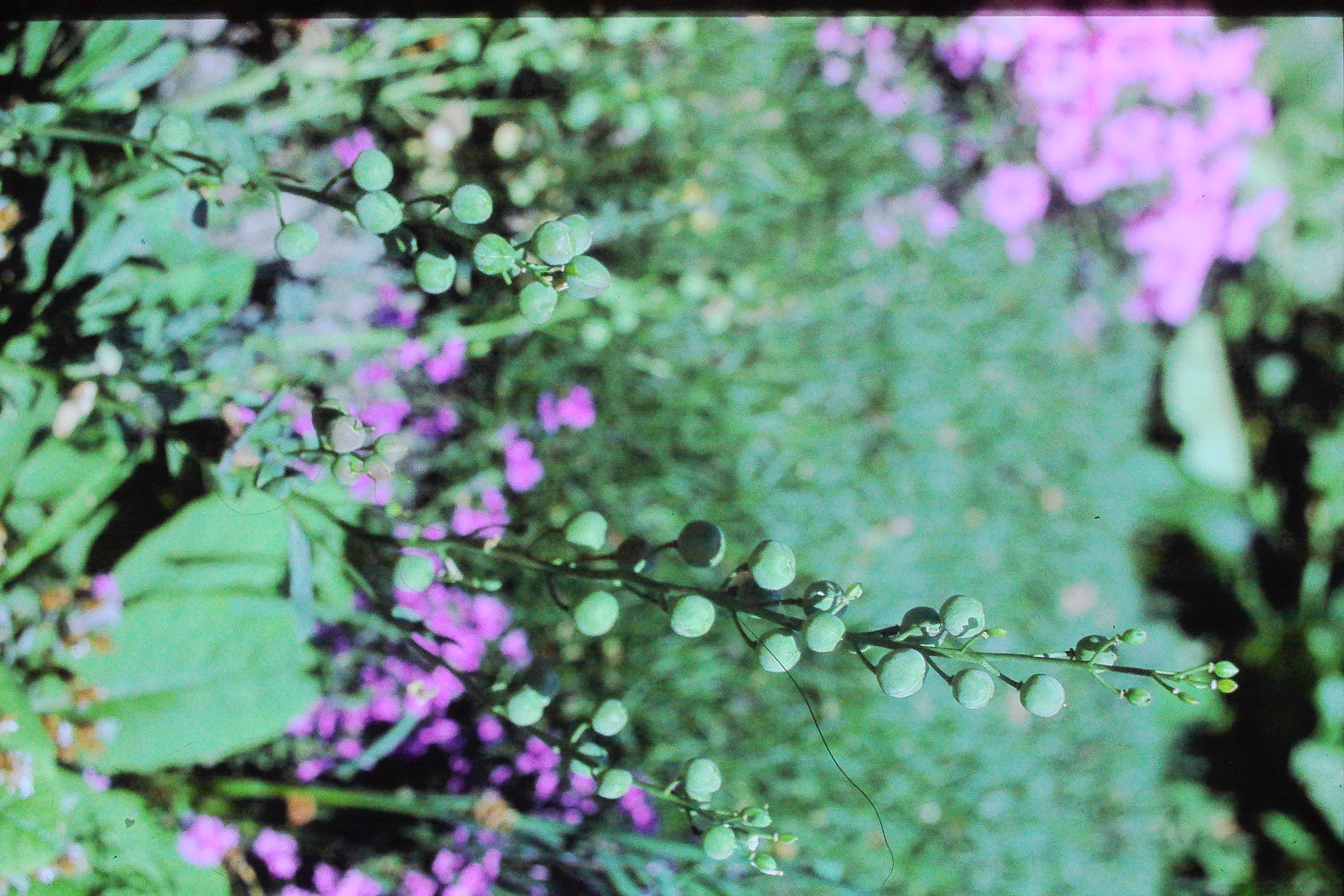 alyssummontanumcruciferseedpodsPICT00222a