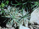 aPICT00053indexacantholimonspinosusdrscottfoord