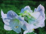 aPICT00269indexamaryllisappleblossomroyalamaryllisfoord