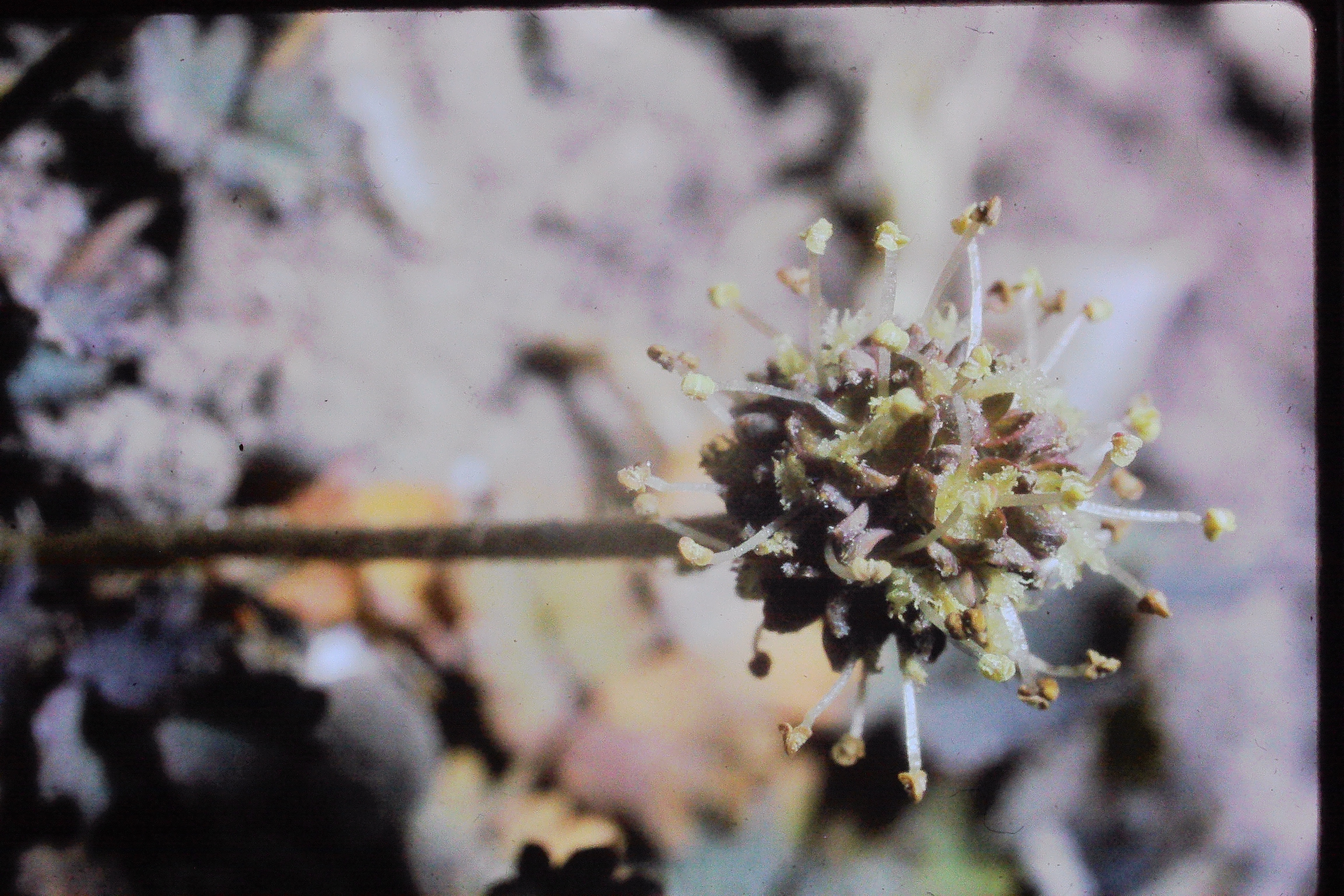acaenamicrophyllaseedjun69PICT00024