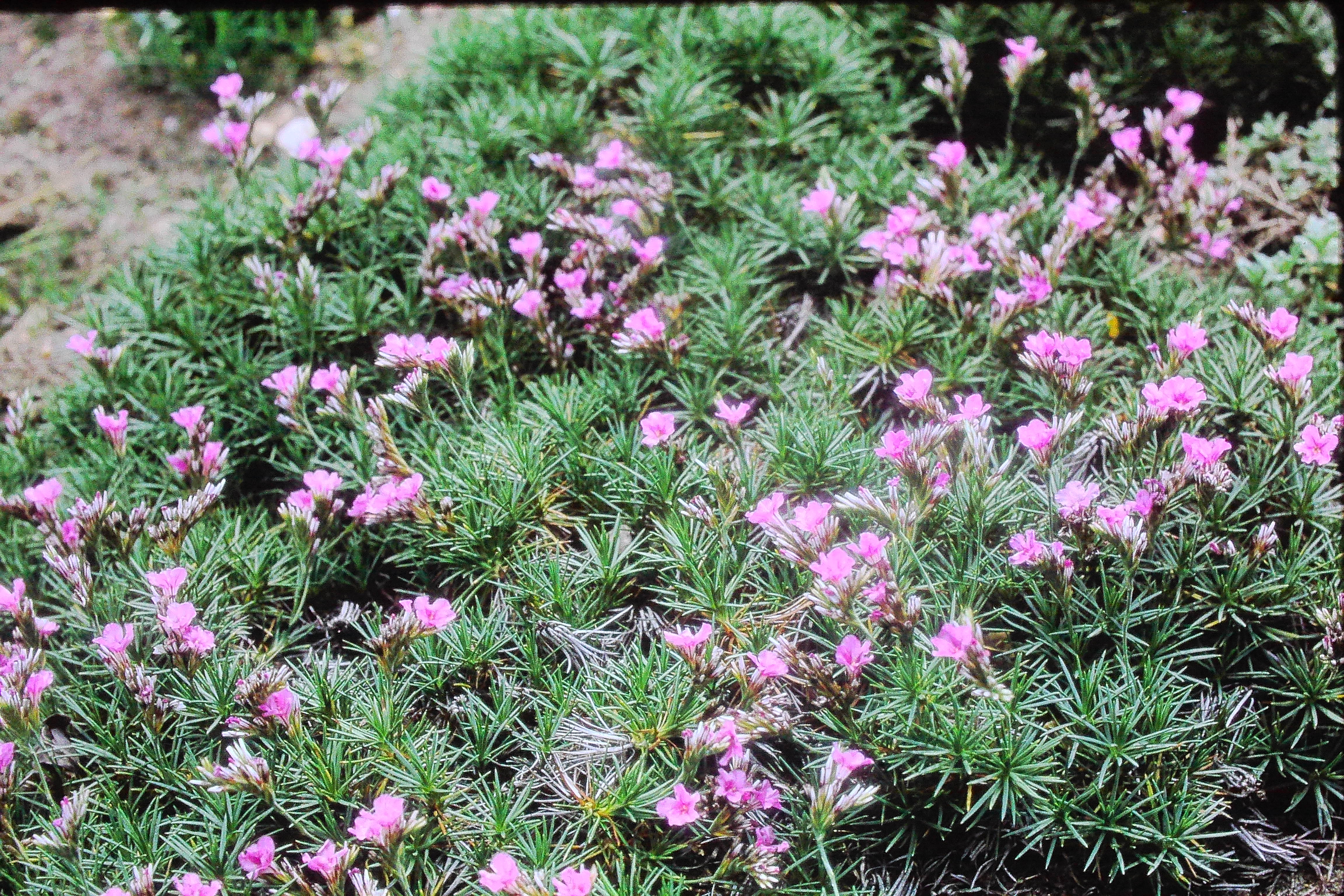 acantholimonglumaceumpricklythriftbressinghamhall9770PICT00044