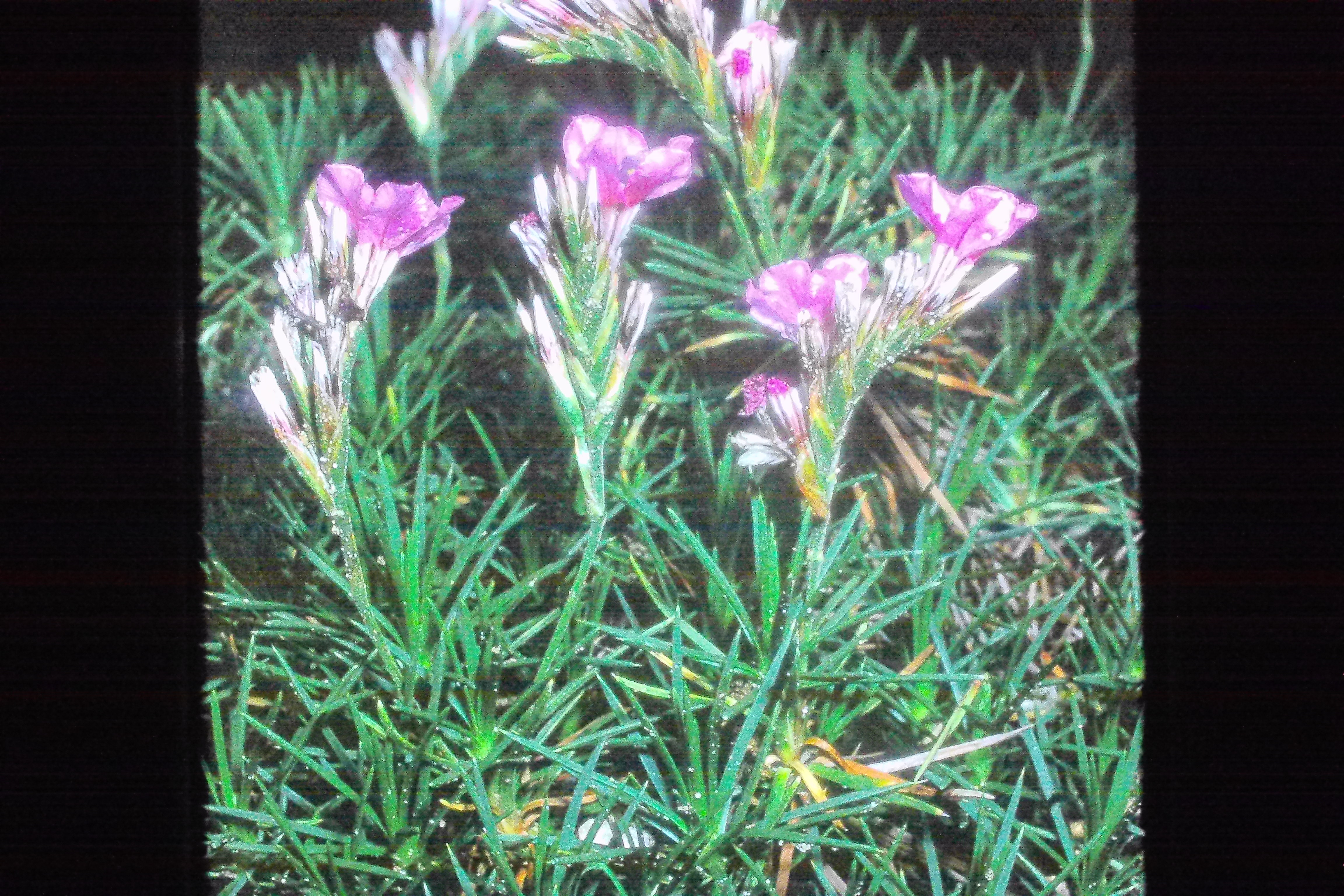 acantholimonglumaceumbressinghamhall9770PICT00036