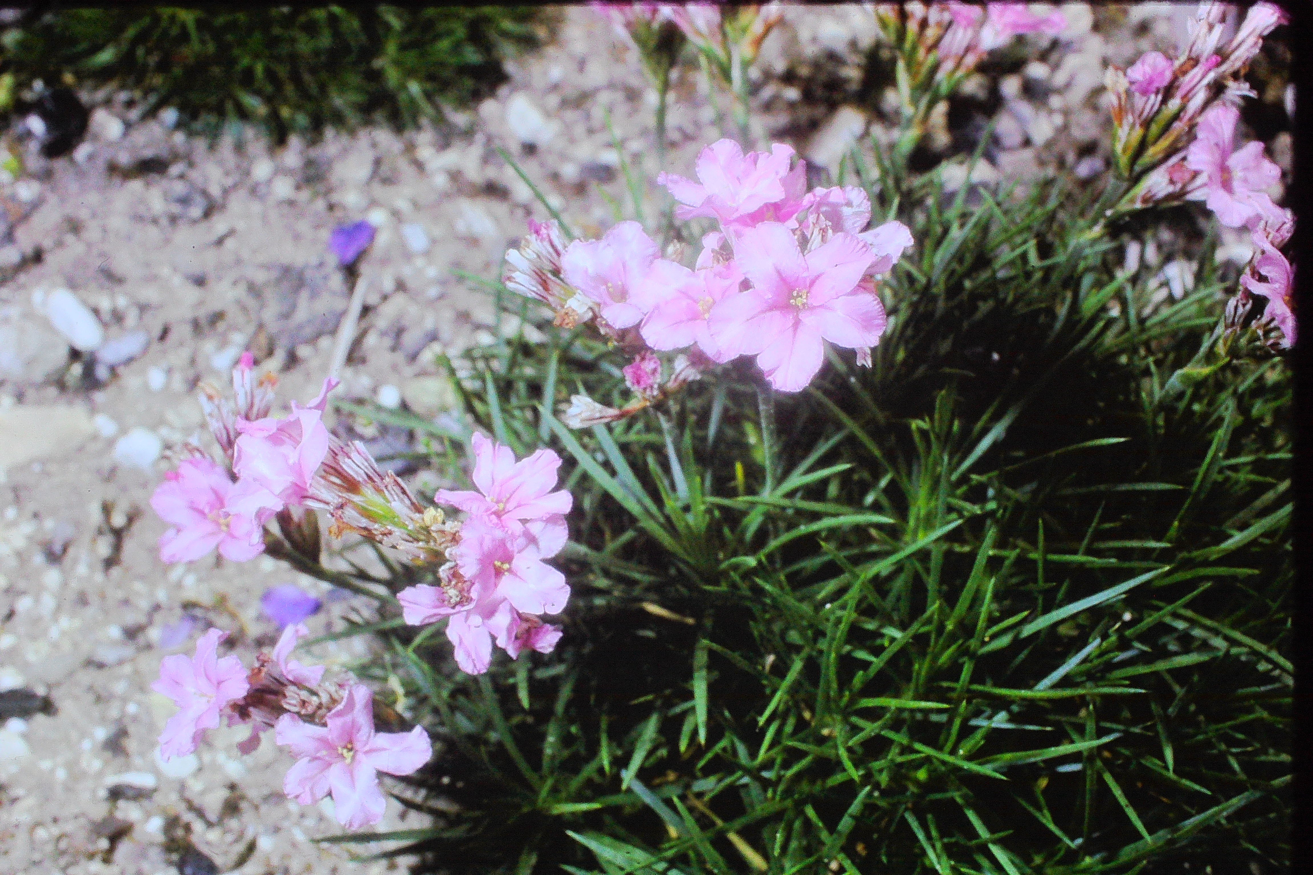 acantholimonglumaceumbressinghamhall9770PICT00039