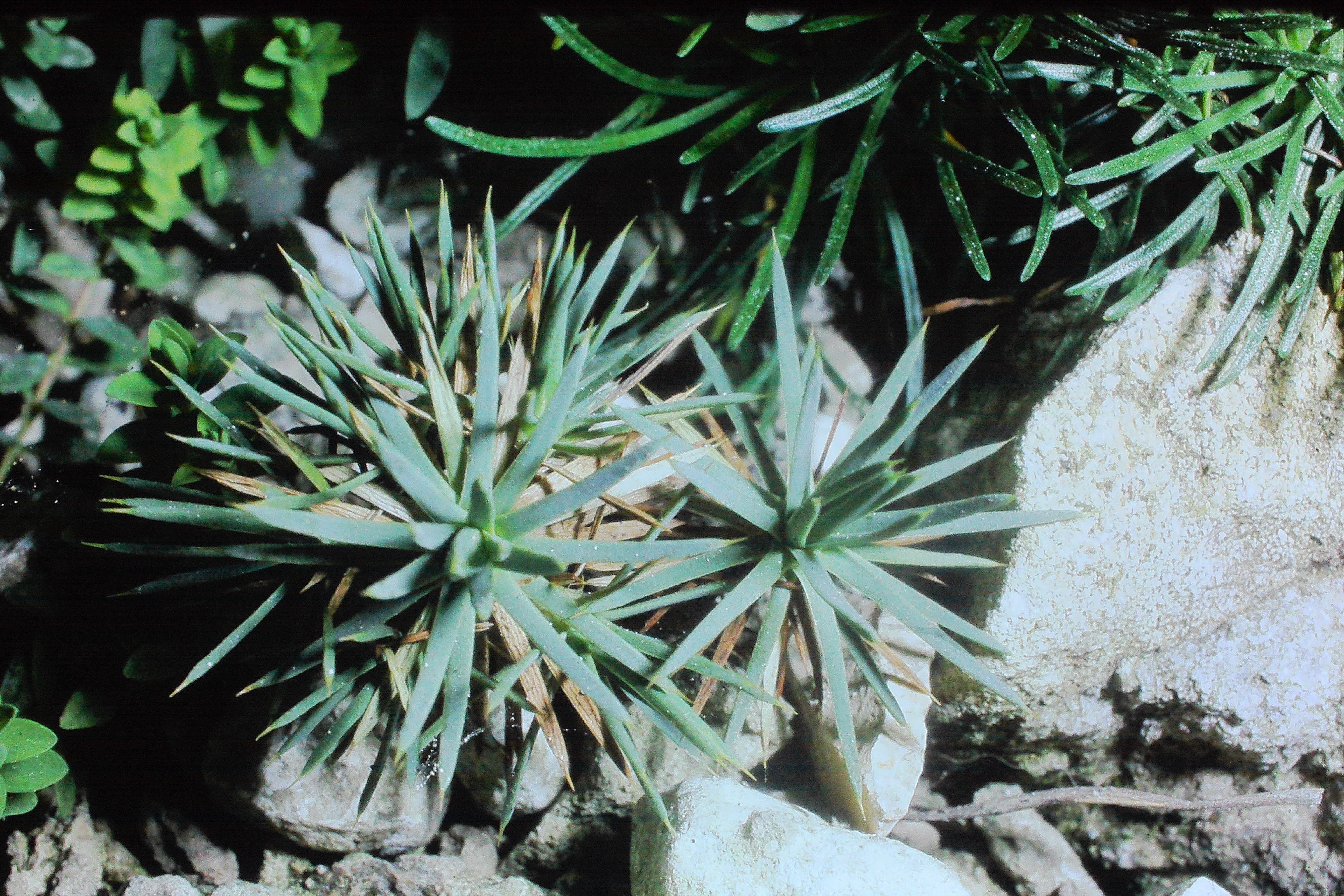 acantholimonspinosusdrscottjun73PICT00053