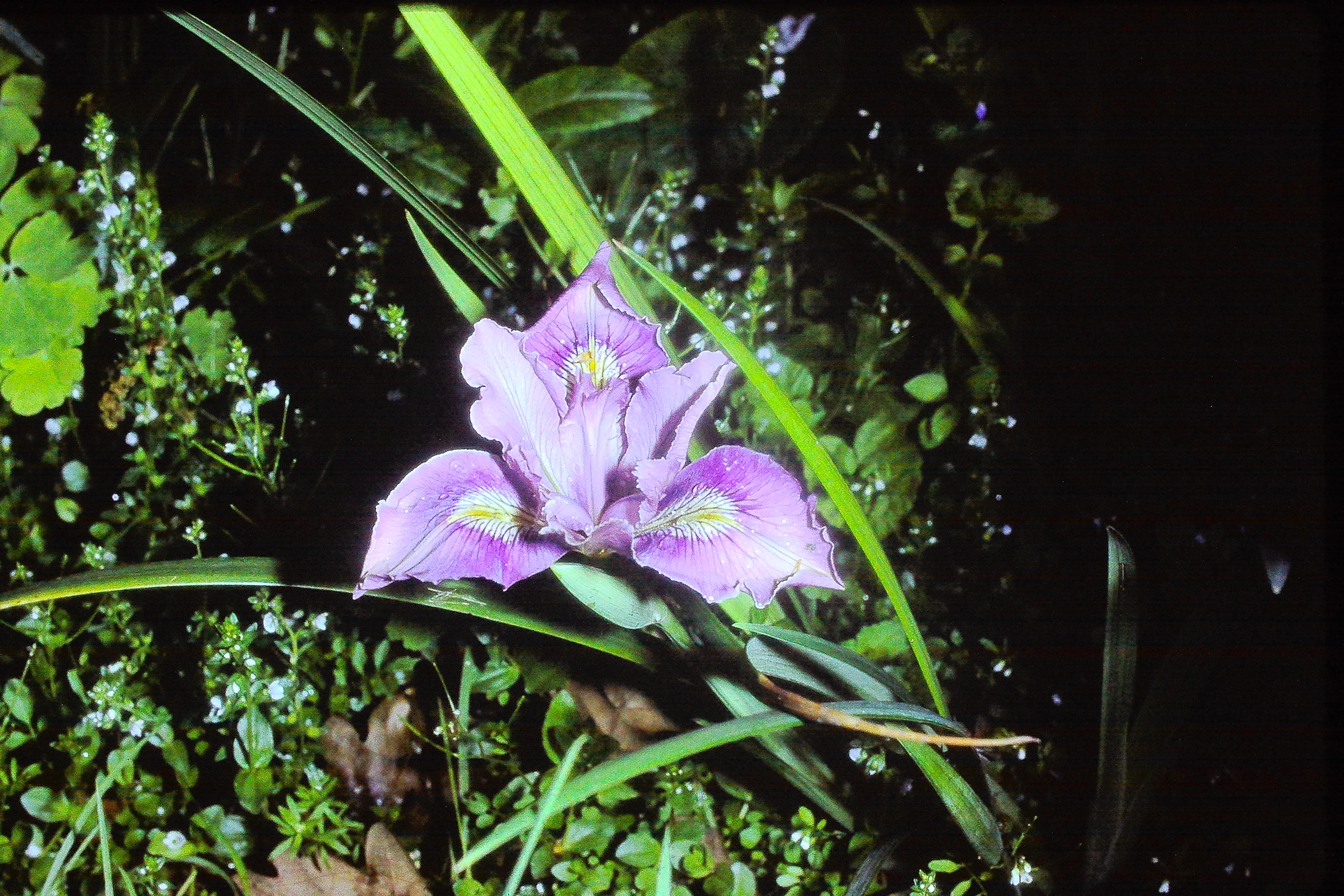 irispacificjun81PICT02953a