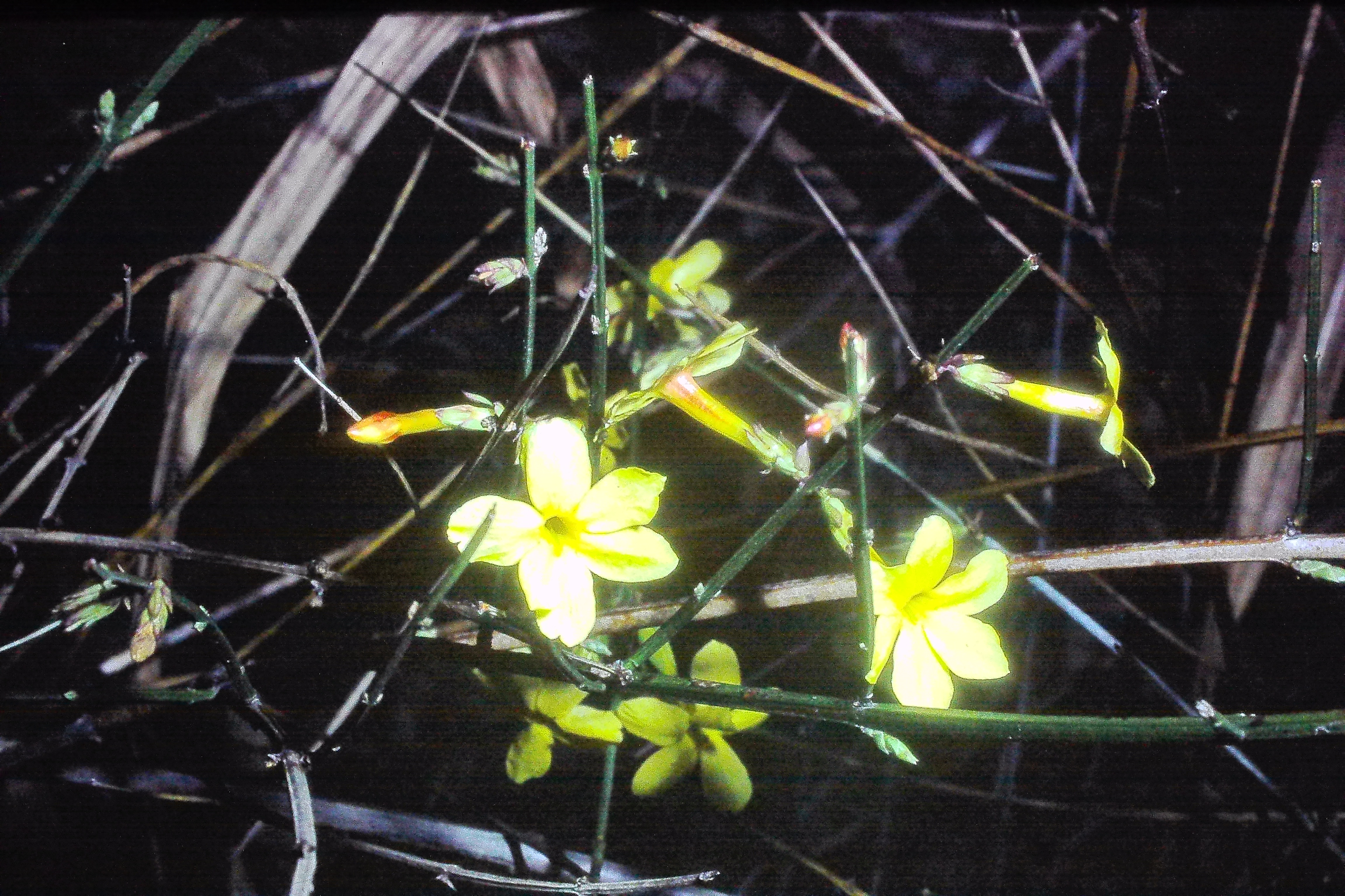 jasminumnudiflorummar80winterjasminePICT02988a