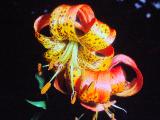 rrcPICT03127indexliliumpardalinumgiganteum0885foord