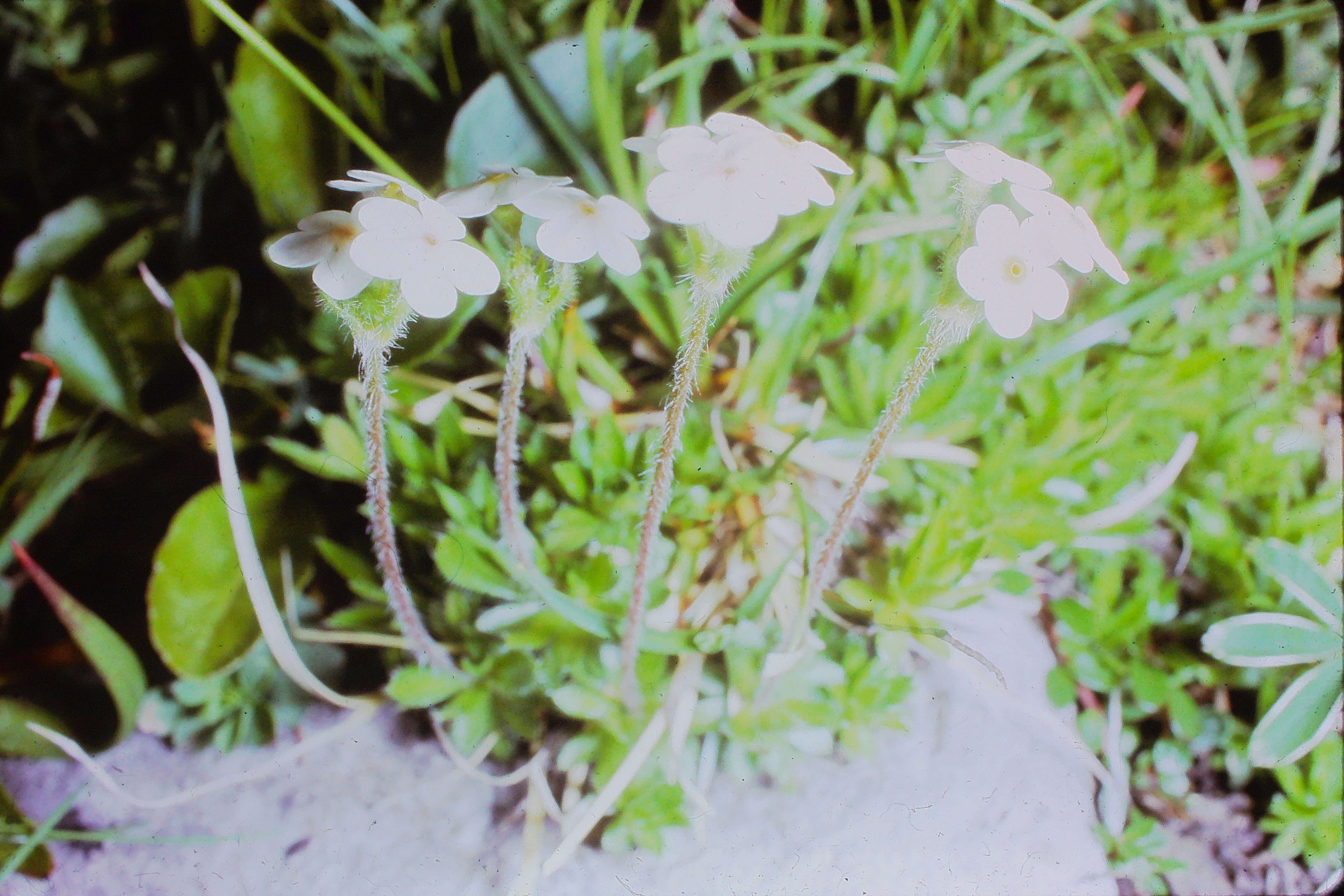 androsacealpina12764PICT00332a